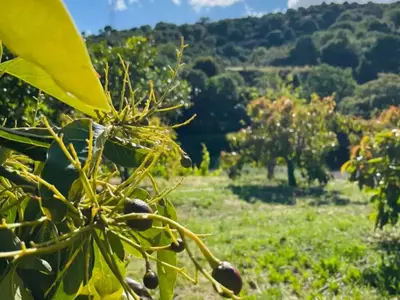 Finca - Cortijo in Estepona