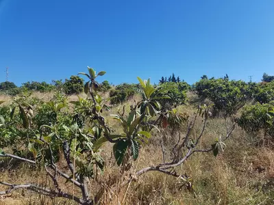 Finca - Cortijo in Estepona