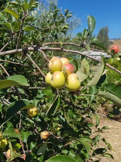 Finca - Cortijo in Estepona