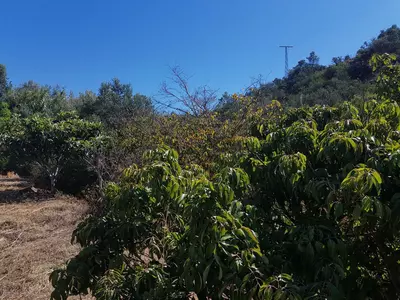 Finca - Cortijo in Estepona