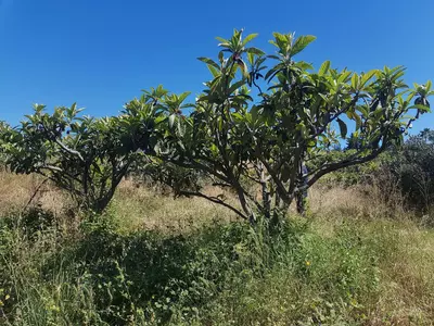 Finca - Cortijo in Estepona