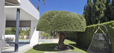 Detached Villa in Nueva Andalucía