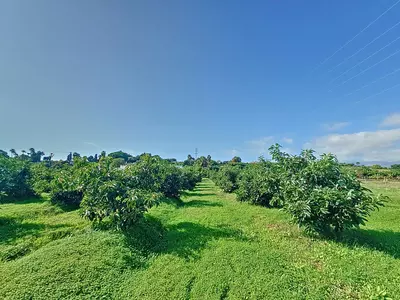 Finca - Cortijo in El Padron