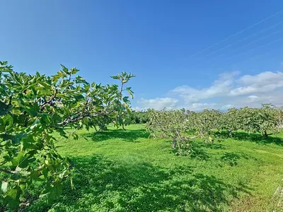 Finca - Cortijo in El Padron