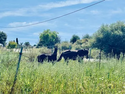 Land in Estepona