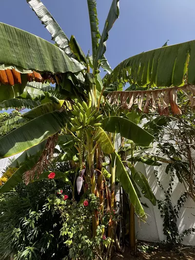 Detached Villa in Estepona