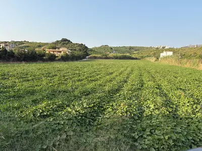 Land in Casares