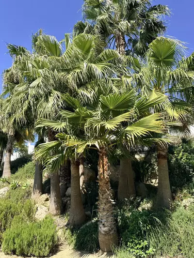 Middle Floor Apartment in Estepona