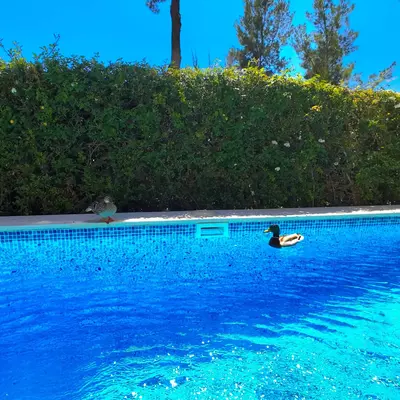 Detached Villa in Estepona