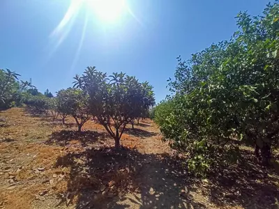 Finca - Cortijo in Estepona