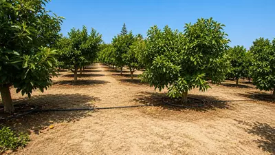 Finca - Cortijo in Estepona