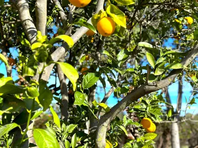 Finca - Cortijo in Estepona