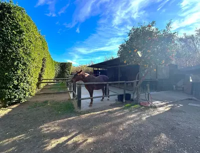 Finca - Cortijo in Estepona