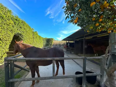 Finca - Cortijo in Estepona