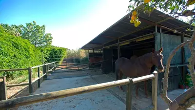 Finca - Cortijo in Estepona