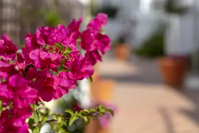 Ground Floor Apartment in Nueva Andalucía