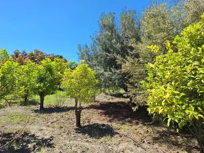 Finca - Cortijo in Estepona