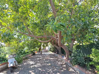 Finca - Cortijo in Estepona