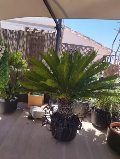 Semi-Detached House in Estepona