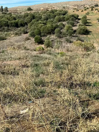 Commercial Plot in Casares