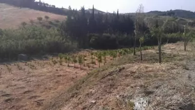 Land in Estepona