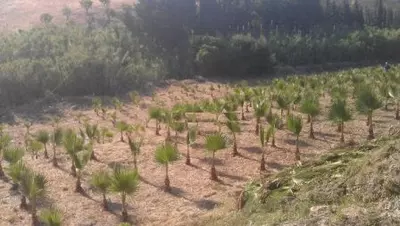 Land in Estepona
