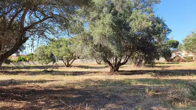 Land in San Pedro de Alcántara