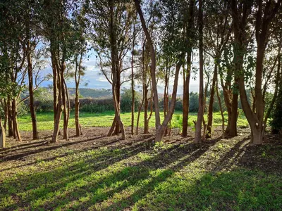 Finca - Cortijo in Manilva