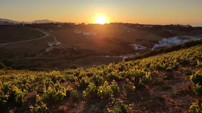 Finca - Cortijo in Manilva