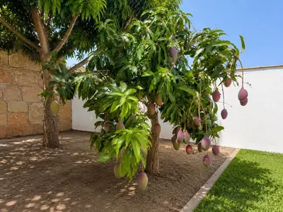 Detached Villa in Estepona