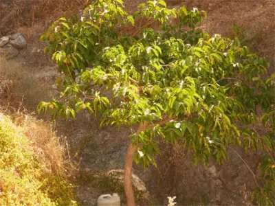 Finca - Cortijo in Casares