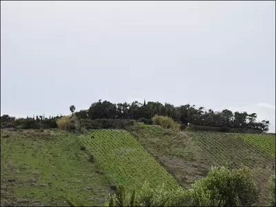 Finca - Cortijo in Manilva