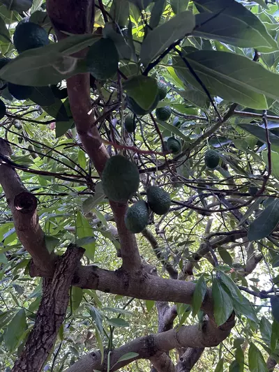 Finca - Cortijo in Casares