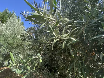 Finca - Cortijo in Estepona