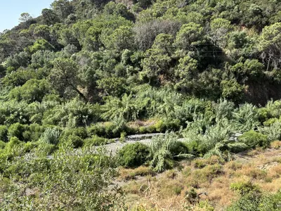 Land in El Padron