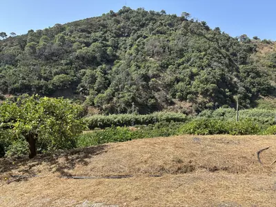 Land in El Padron