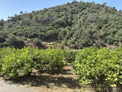 Land in El Padron
