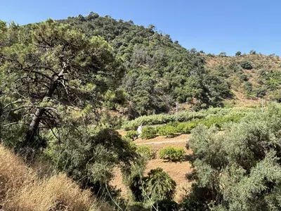Land in El Padron