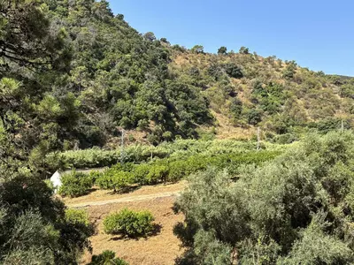 Land in El Padron